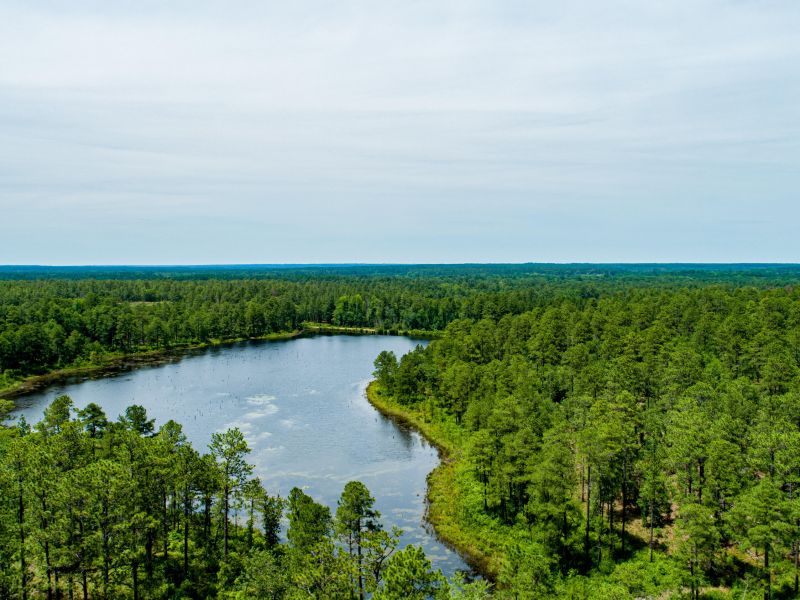 Sandhills Gamelands Richmond County Hoffman, NC
